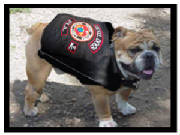 logopvtpup1.jpg